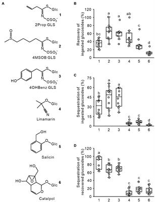 Rapid and Selective Absorption of Plant Defense Compounds From the Gut of a Sequestering Insect